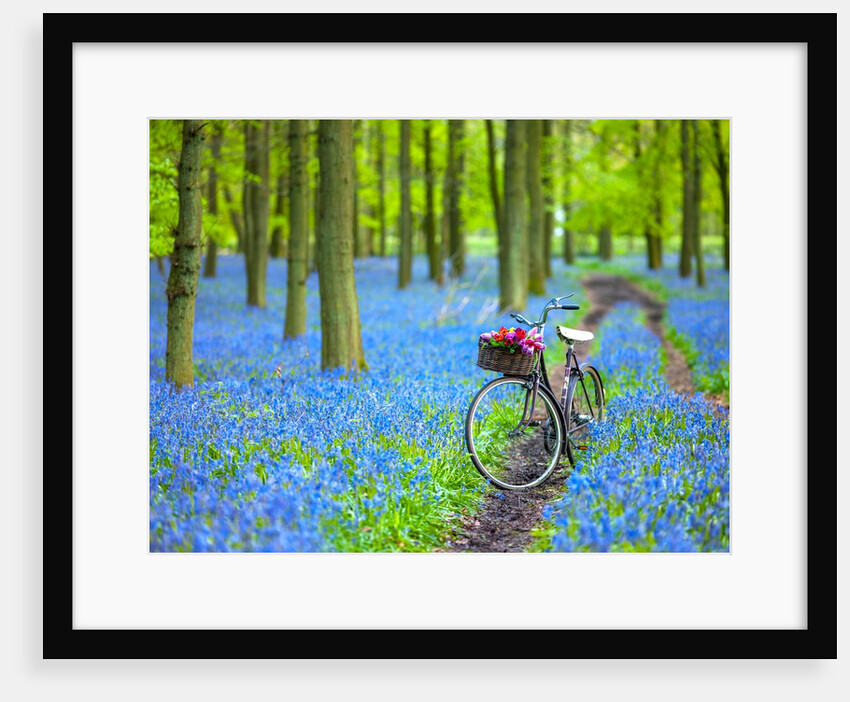 Bicycle in spring forest by Assaf Frank